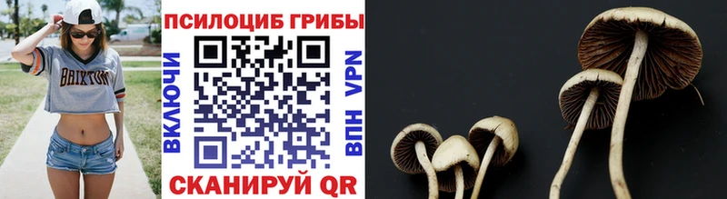 мориарти формула  Болохово  Галлюциногенные грибы Cubensis 